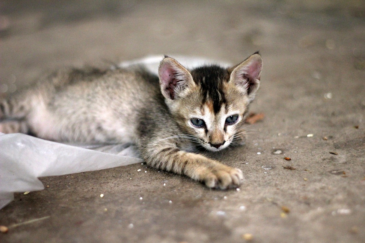 Kitten on Street