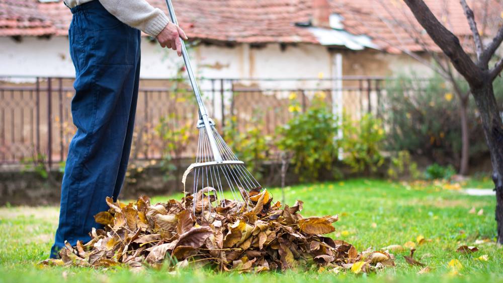 A man is raking leaves in a yard